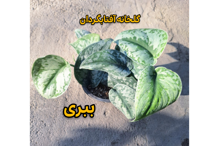پک پنج عددی انواع پتوس سایزگلدان 14