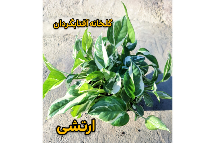 پک پنج عددی انواع پتوس سایزگلدان 14
