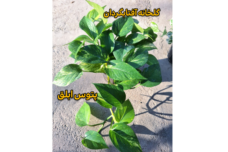 پک پنج عددی انواع پتوس سایزگلدان 14