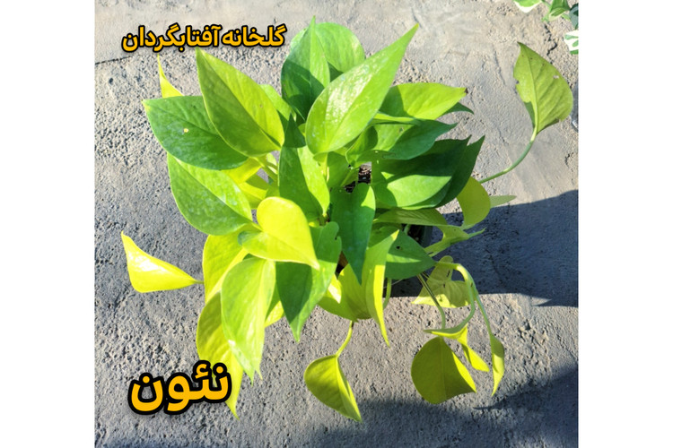 پک پنج عددی انواع پتوس سایزگلدان 14