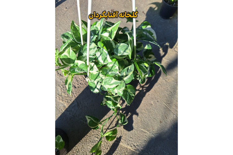 پتوس ارتشی آویز دار گلدان 4