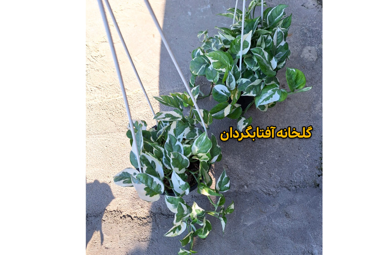 پتوس ارتشی آویز دار گلدان 4