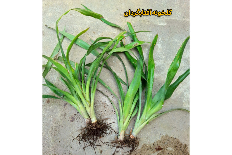 بوته بیلبرژیا ریشه لخت( پک ده عددی)