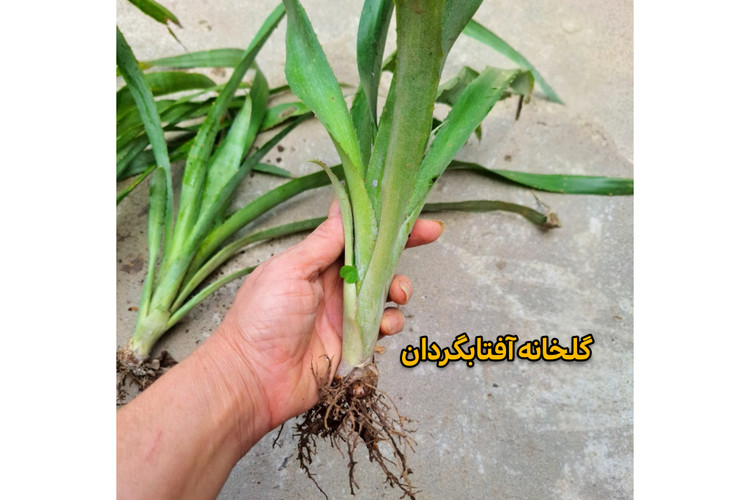 بوته بیلبرژیا ریشه لخت( پک ده عددی)
