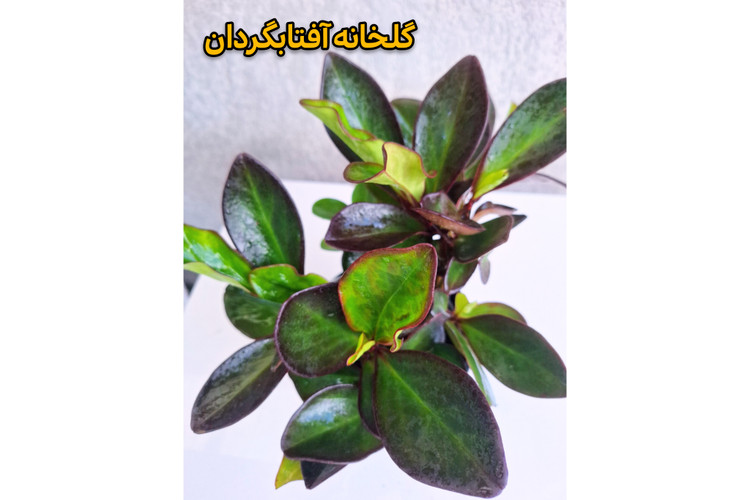 گل قاشقی بلک پر شاخه