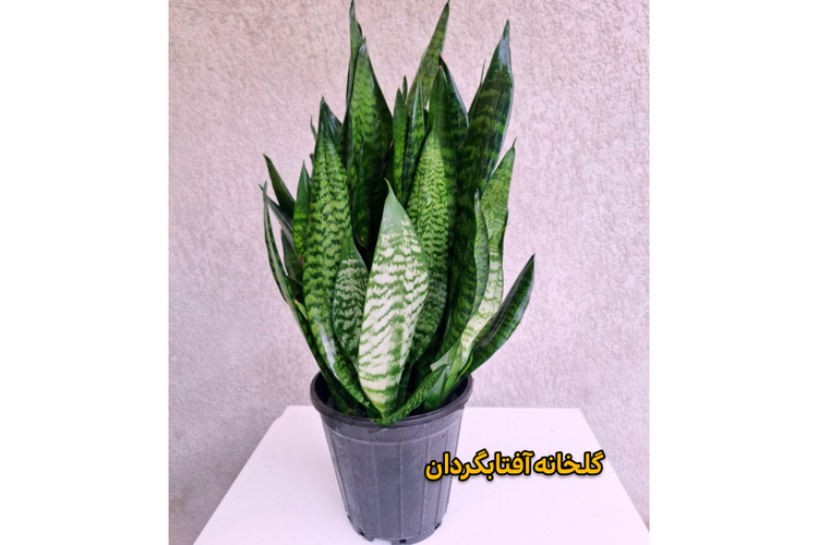 سانسوریا کراواتی سبز پر بوته