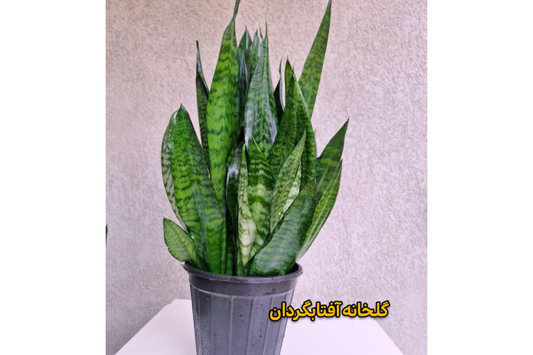 سانسوریا کراواتی سبز پر بوته