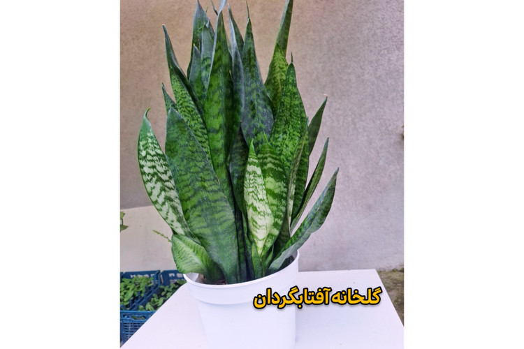 سانسوریا کراواتی سبز پر بوته