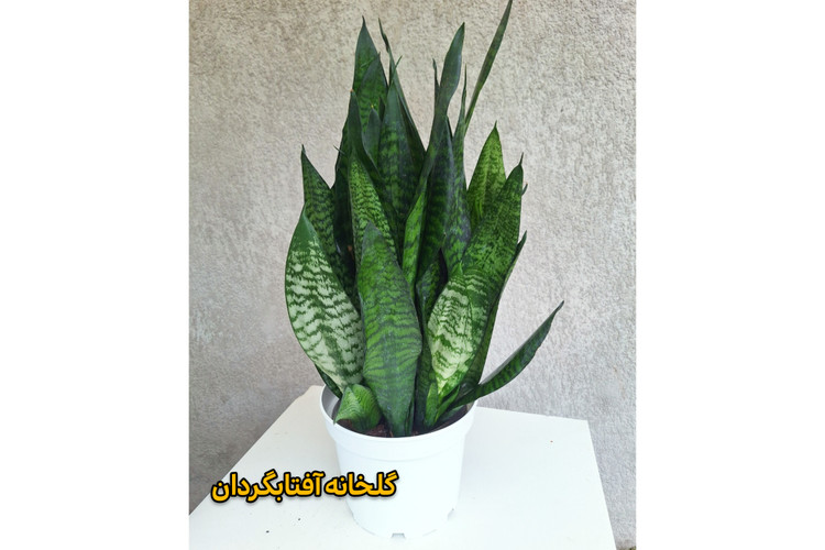 سانسوریا کراواتی سبز پر بوته