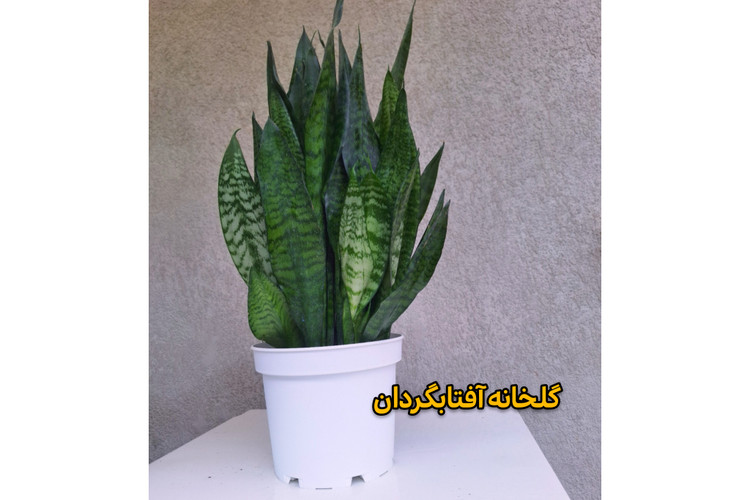 سانسوریا کراواتی سبز پر بوته