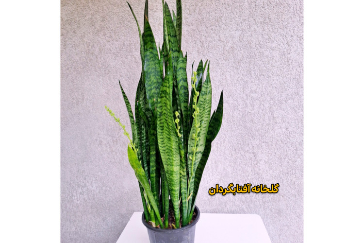 سانسوریا شمشیری سبز