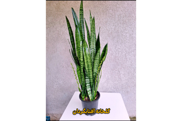 سانسوریا شمشیری سبز
