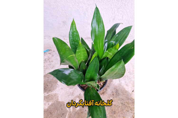 سانسوریا بلک پر بوته