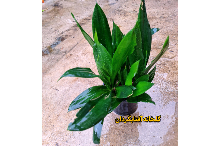 سانسوریا بلک پر بوته