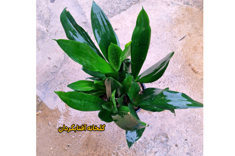 سانسوریا بلک پر بوته