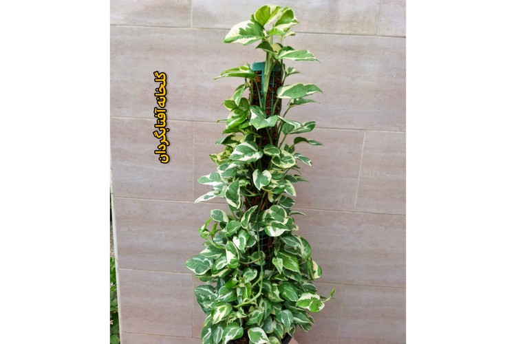 پتوس ارتشی چوبدار