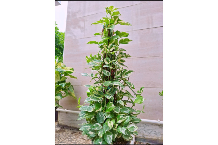 پتوس ارتشی چوبدار