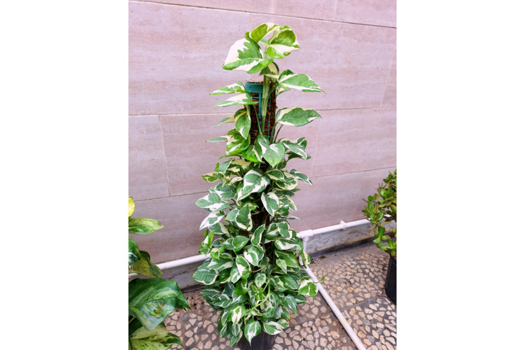 پتوس ارتشی چوبدار
