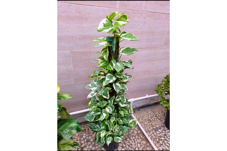 پتوس ارتشی چوبدار