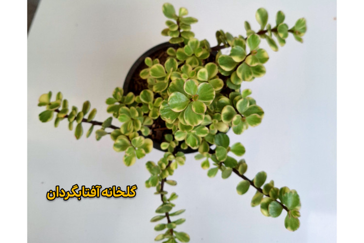 کراسولا خرفه ای ابلق