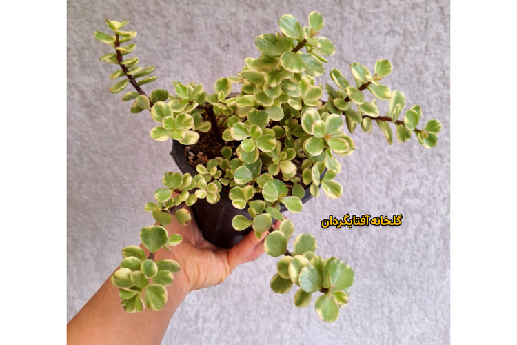 کراسولا خرفه ای ابلق