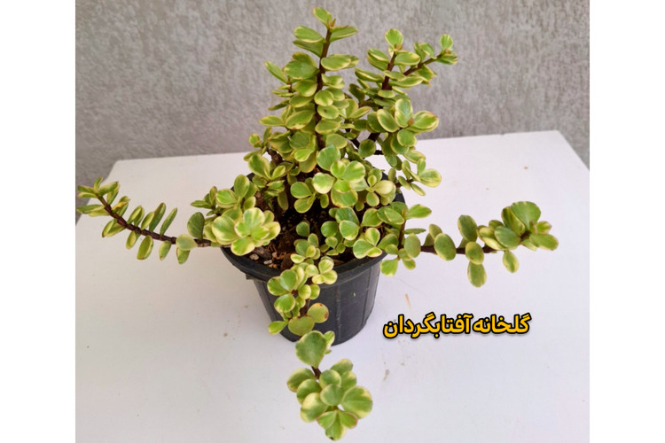 کراسولا خرفه ای ابلق