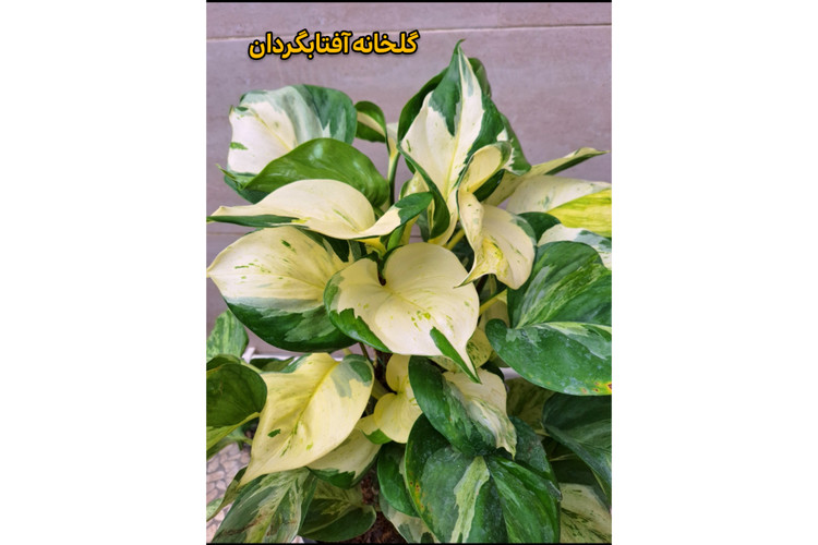 پتوس منجولا برگ پهن و چوبدار (ارسال با باربری پسکرایه)