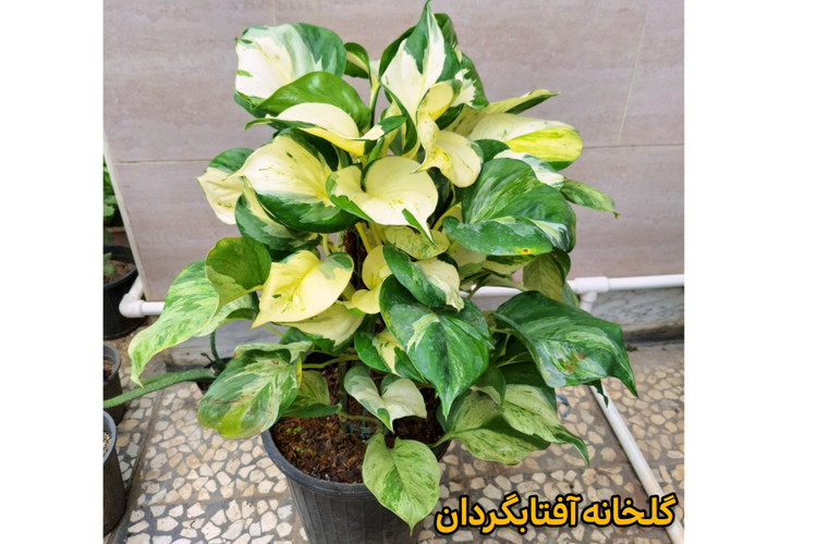 پتوس منجولا برگ پهن و چوبدار (ارسال با باربری پسکرایه)