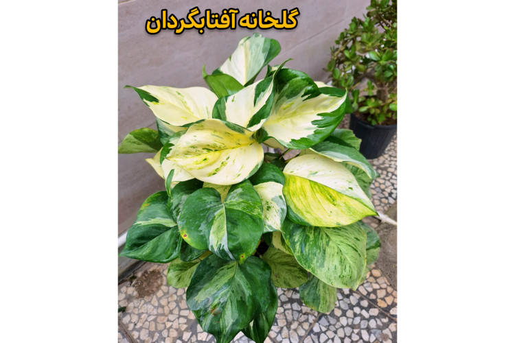 پتوس منجولا برگ پهن و چوبدار (ارسال با باربری پسکرایه)