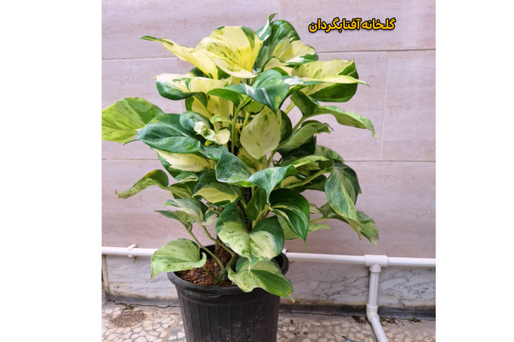 پتوس منجولا برگ پهن و چوبدار (ارسال با باربری پسکرایه)