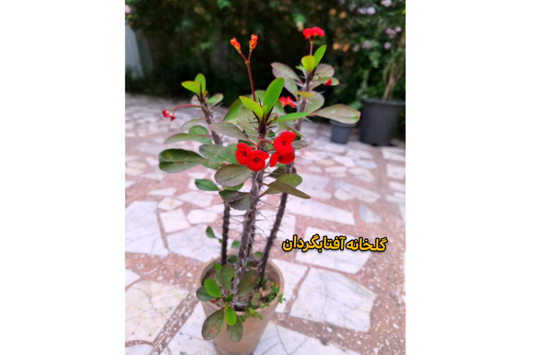 مرجان مینیاتوری گل قرمز