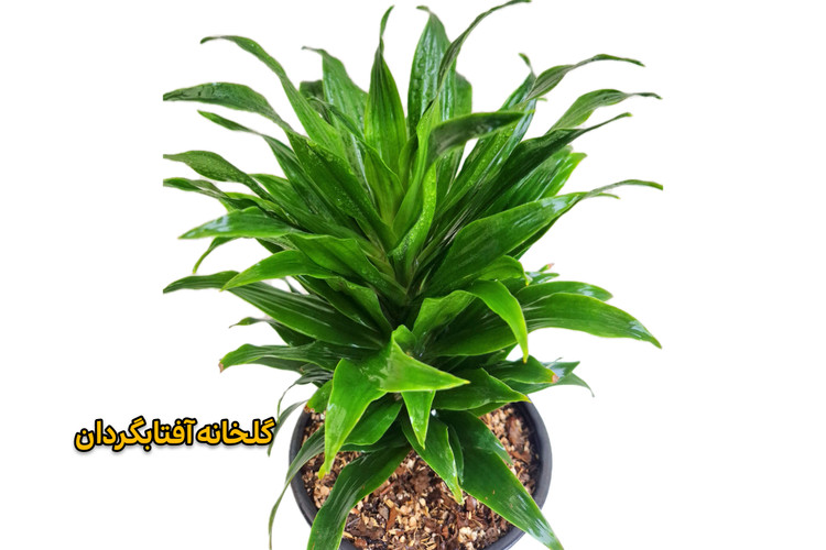 دراسنا کامپکت
