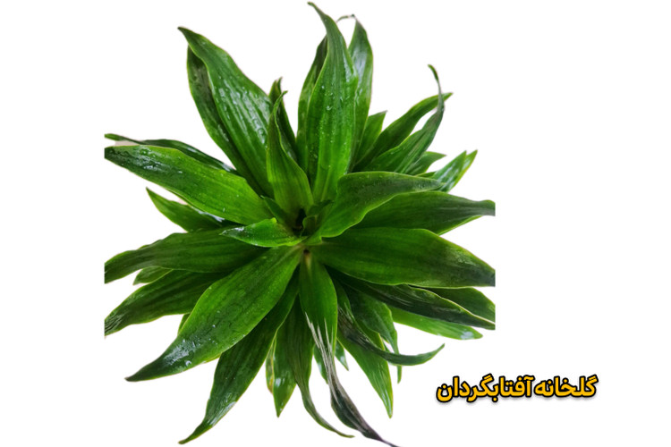 دراسنا کامپکت
