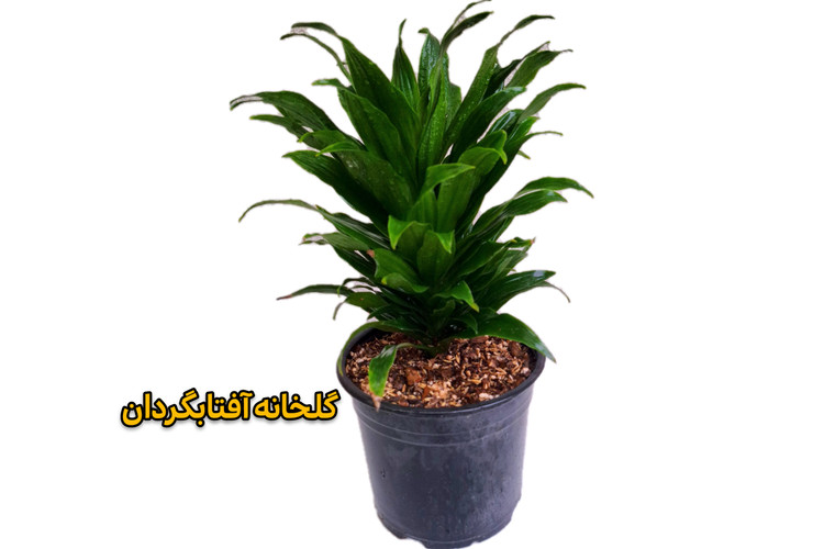 دراسنا کامپکت