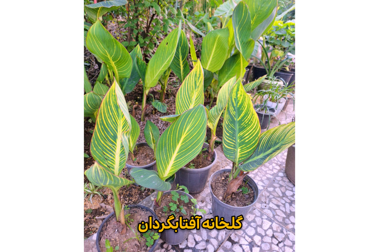 نهال گل اختر ابلق گل نارنجی