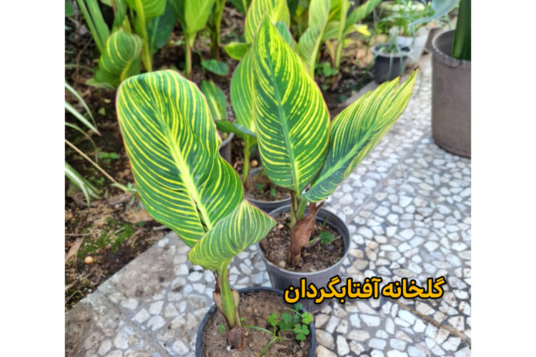 نهال گل اختر ابلق گل نارنجی