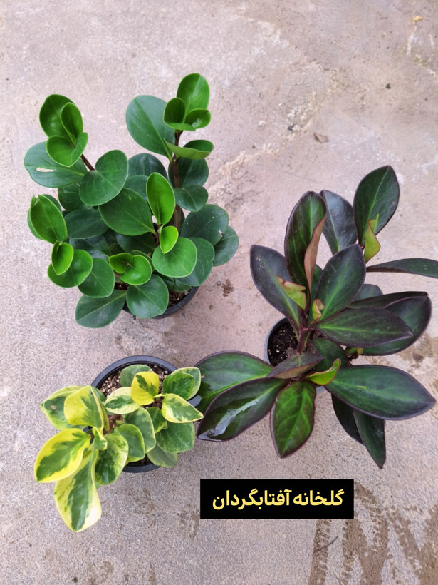 گل قاشقی سبز و بلک و ابلق ( پک سه عددی)