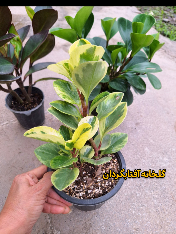 گل قاشقی سبز و بلک و ابلق ( پک سه عددی)