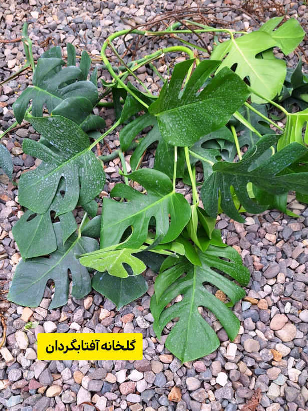 قلمه برگ انجیری پنچه شیری ( پک سه عددی)