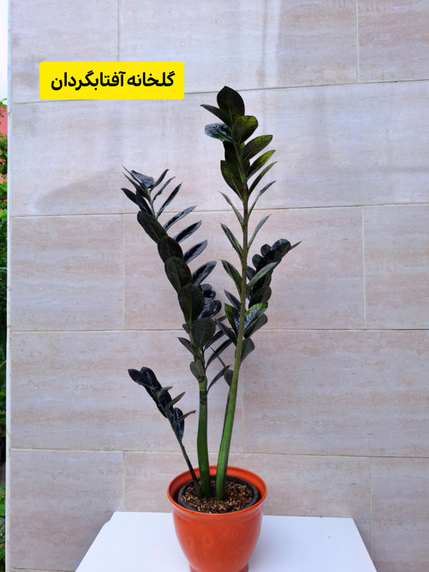 زامیفولیا سوپر بلک چند شاخه وبلند