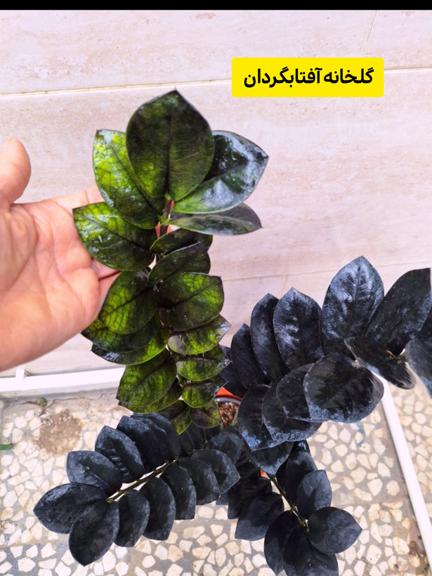 زامیفولیا سوپر بلک چند شاخه وبلند