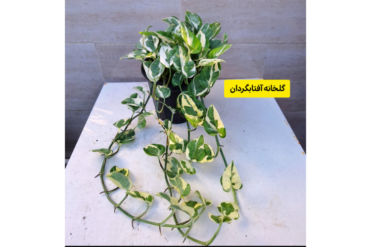 پتوس ارتشی آویز دار گلدان 4