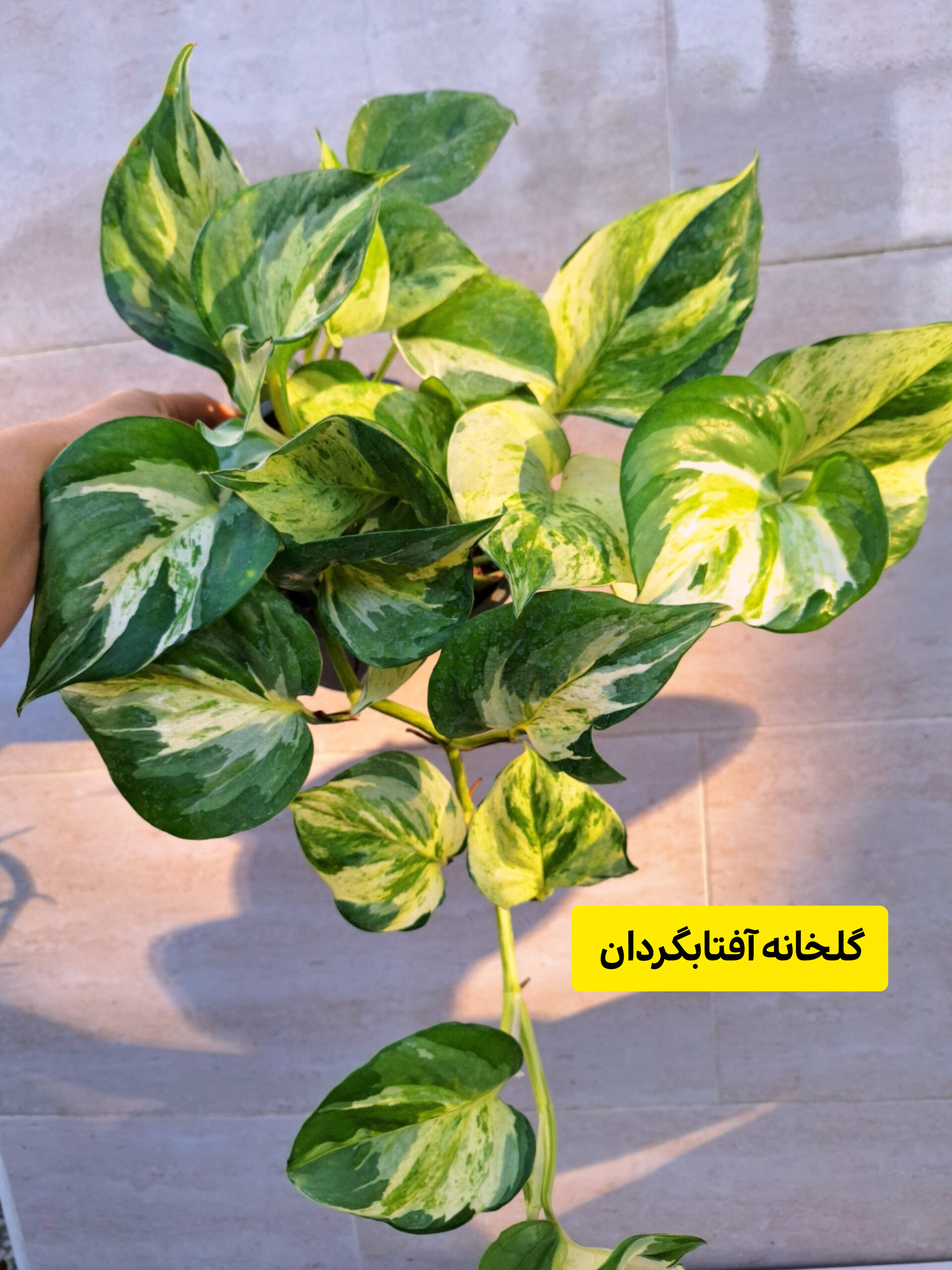 پتوس منجولا برگ پهن و آویز