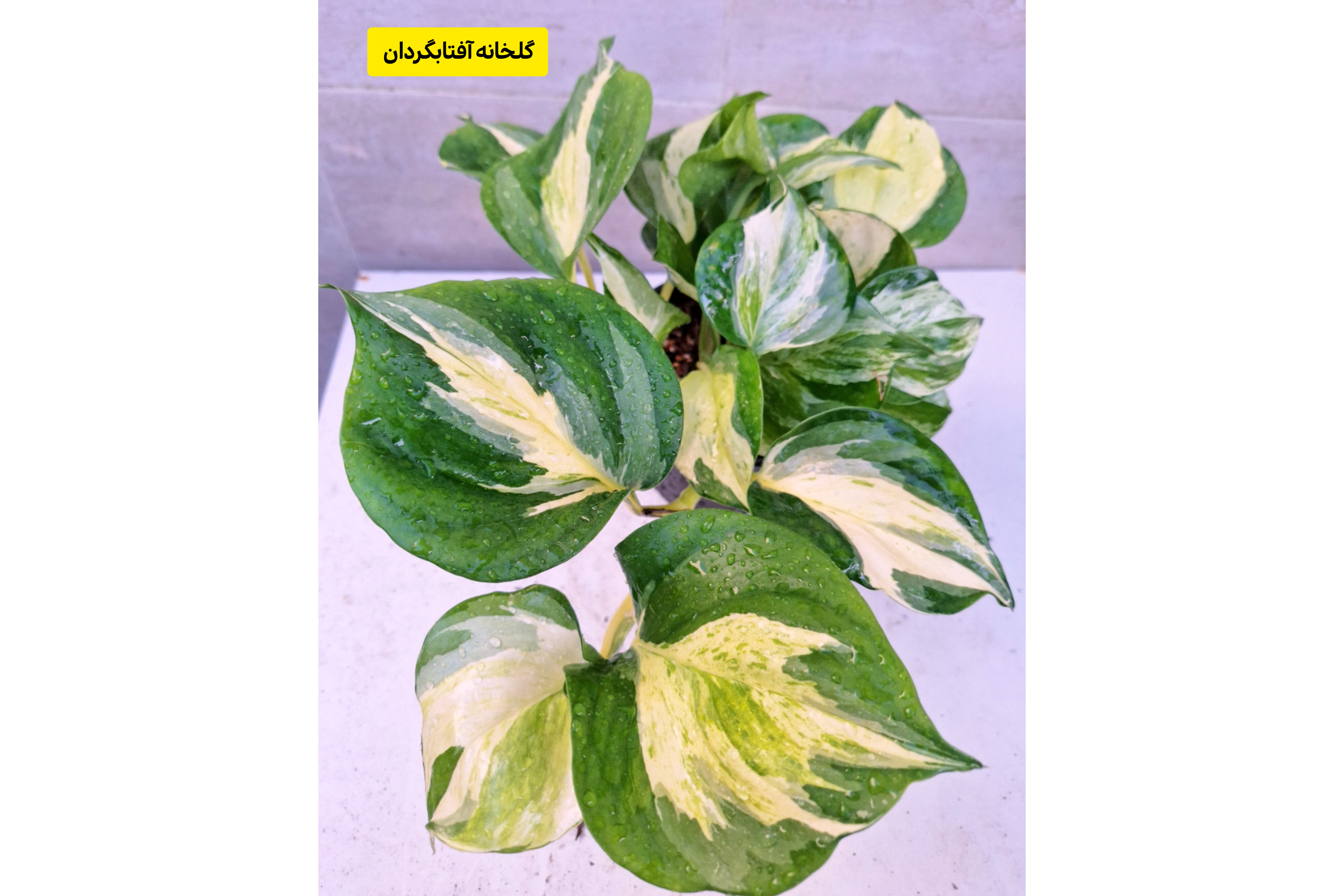 پتوس منجولا برگ پهن سایز گلدان 14