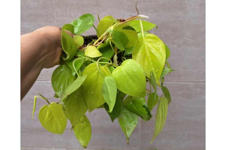 پک چهار عددی انواع اسکاندیس ( مکانز، ابلق، نئون سبز)