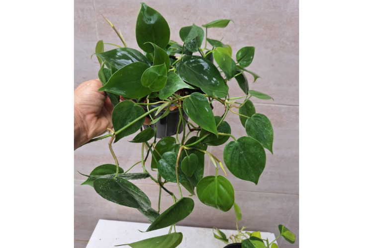 پک چهار عددی انواع اسکاندیس ( مکانز، ابلق، نئون سبز)