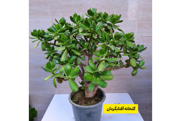 بنسای کراسولا یشم تنه دار( ارسال با باربری)