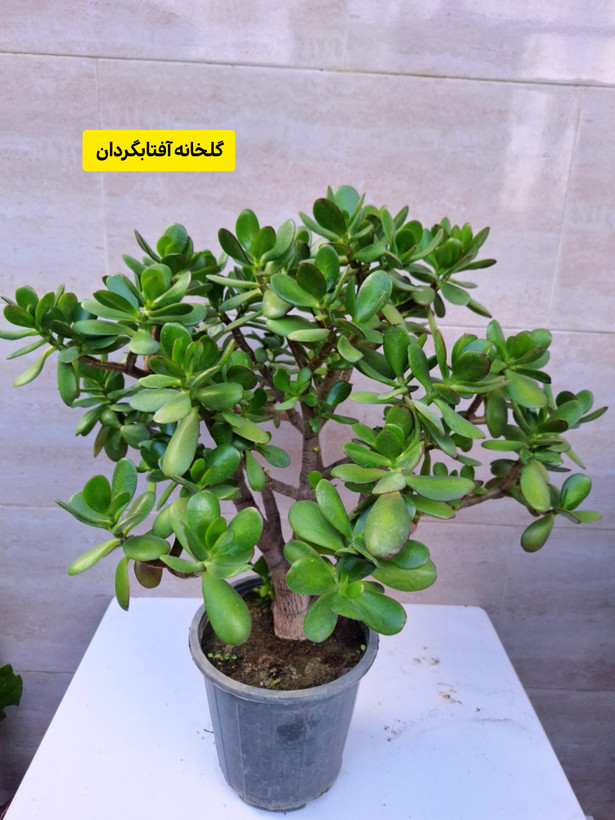 بنسای کراسولا یشم تنه دار( ارسال با باربری)
