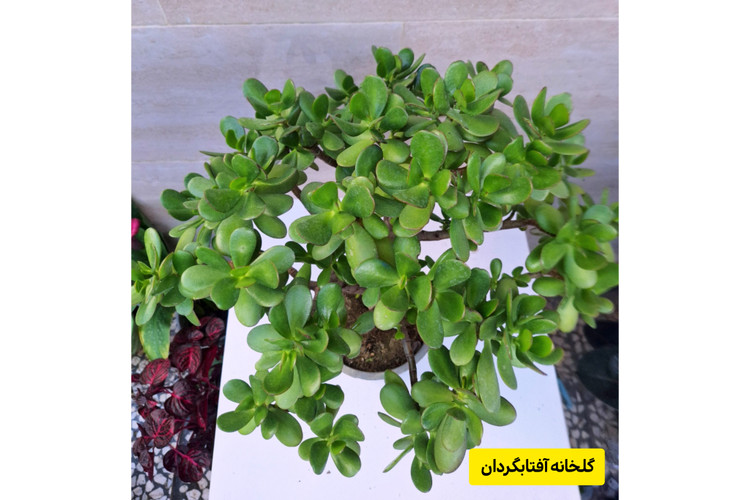 بنسای کراسولا یشم تنه دار( ارسال با باربری)