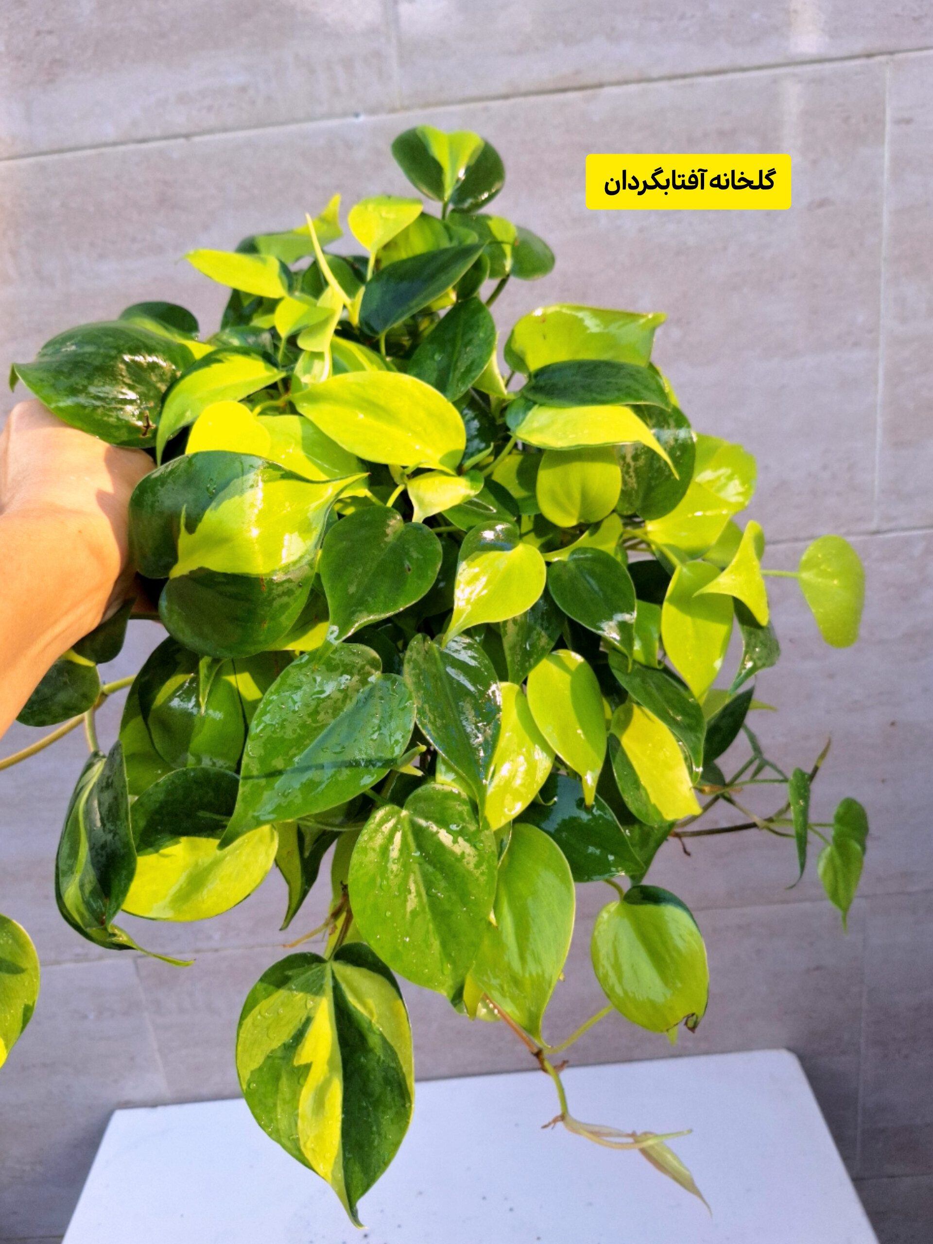 اسکاندیس ابلق پر بوته و آویز